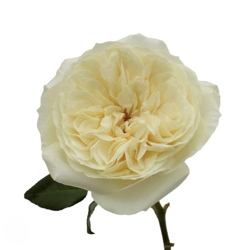 Pale Lenora Kit – Hybrid Tea Rose
