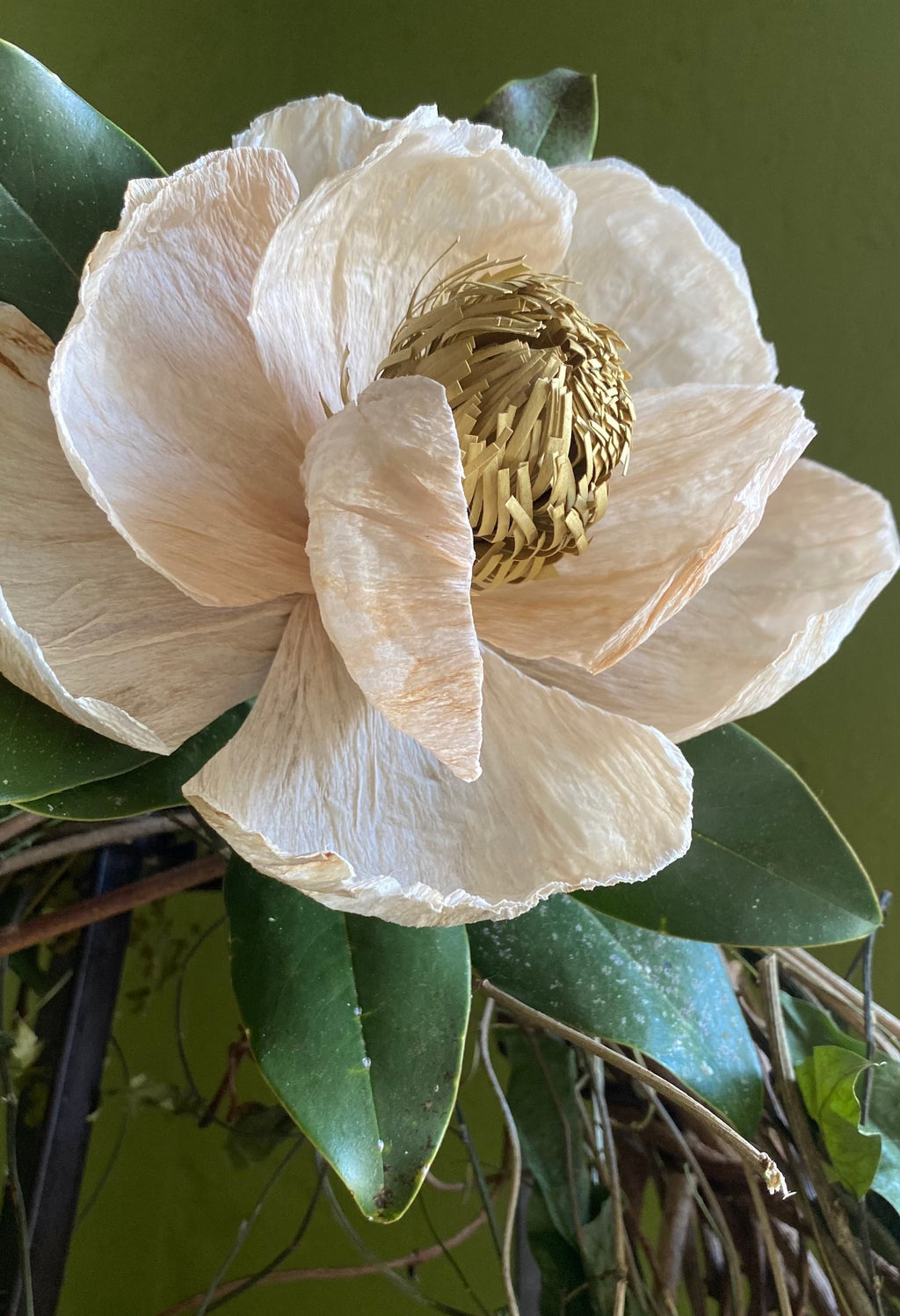 Winter Magnolia Pattern