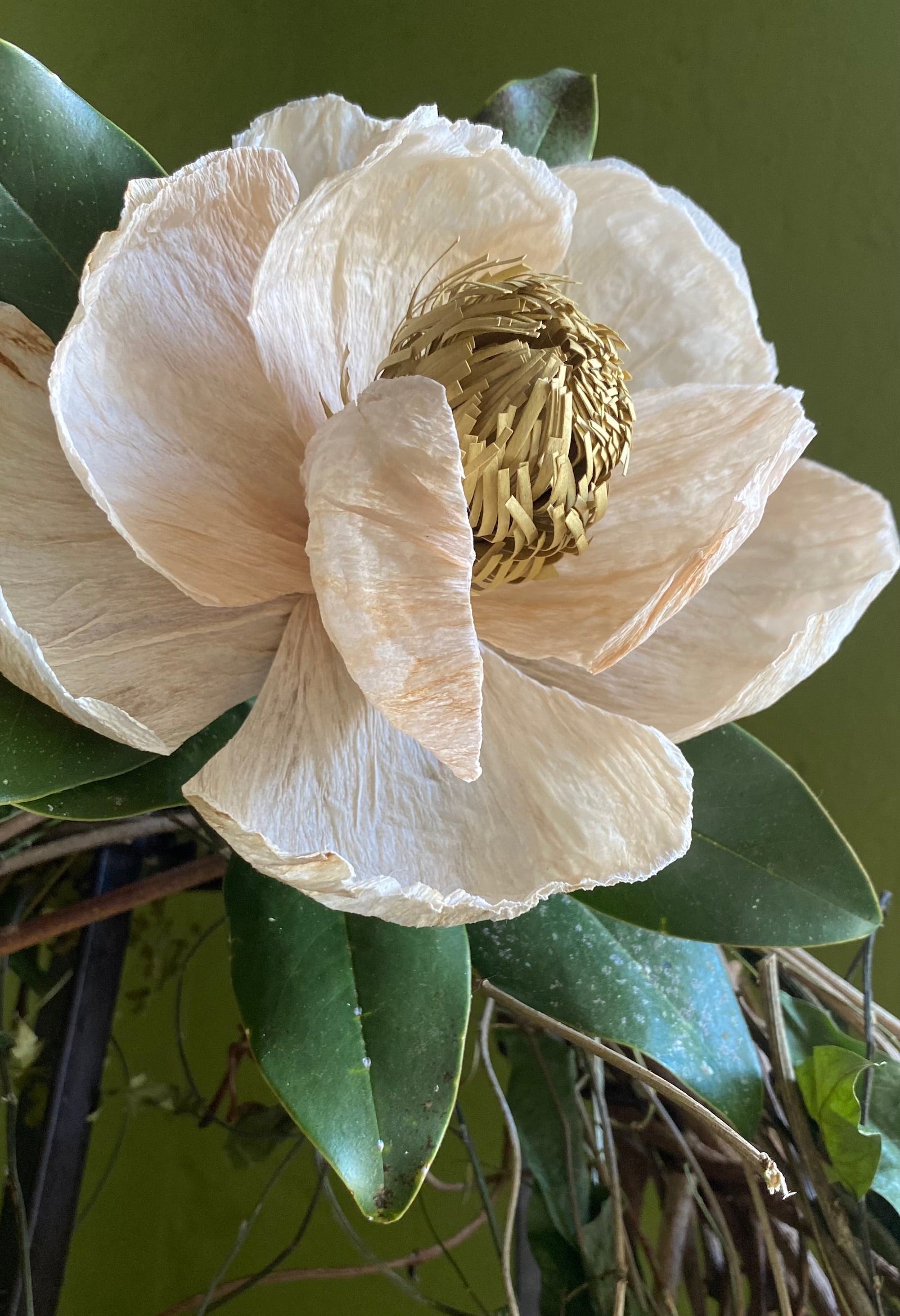 Winter Magnolia Pattern